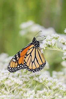 Alighting Prints: Monarch on Common Boneset, Marion County, Illinois