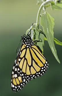 Migrate Prints: Monarch, Danaus plexippus, adult newly emerged from pupa