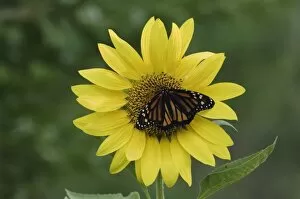 Monarch, Danaus plexippus, adult on sunflower, Willacy County, Rio Grande Valley