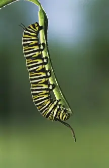 Butter Fly Prints: Monarch, Danaus plexippus, caterpillar eating on Milkweed leave, Willacy County