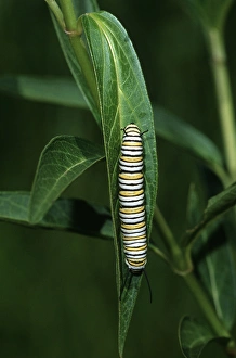 Metamorphosis Prints: Monarch (Danaus plexippus) caterpillar on Swamp Milkweed (Asclepias incarnata) Marion Co