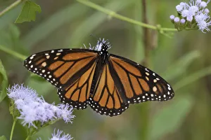 Hidalgo County Prints: Monarch (Danaus Plexippus) feeding