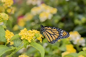 Nectaring Prints: Monarch (Danaus plexippus) on Lantana sp. Marion Co. IL