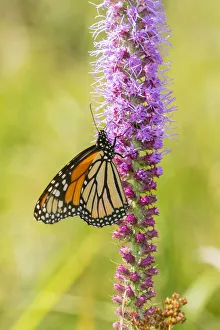 Prints of Monarch (Danaus plexippus) on Prairie Blazing Star (Liatris pycnostachya). Clinton County, Illinois Images Dated 2020 May: Monarch (Danaus plexippus) on Prairie Blazing Star (Liatris pycnostachya) Clinton County