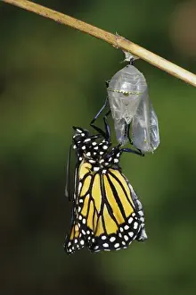 Monarch (Danaus plexippus) pupa / chrysalis before emergence Marion Co. IL