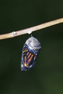 Molting Prints: Monarch (Danaus plexippus) pupa / chrysalis before emergence Marion Co. IL