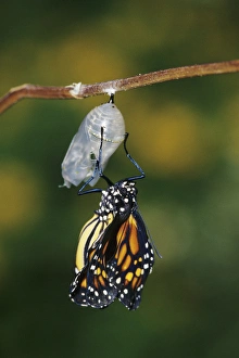 Monarch (Danaus plexippus) pupa / chrysalis before emergence Marion Co. IL
