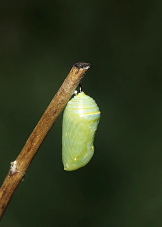 Monarch (Danaus plexippus) pupa / chrysalis Marion Co. IL