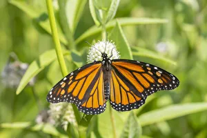 Prints of Monarch (Danaus plexippus) on Rattlesnake Master (Eryngium yuccifolium), Marion County, Illinois Images Dated 2020 May: Monarch (Danaus plexippus) on Rattlesnake Master (Eryngium yuccifolium), Marion County