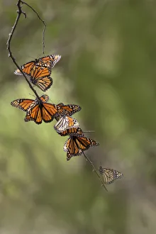 Cluster Prints: Monarch (Danaus Plexippus) roosting