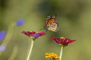 Monarch flying