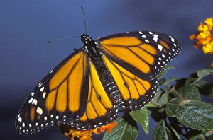 Beginning Prints: Monarch on lantana, Danaus plexippus, controlled, Florida