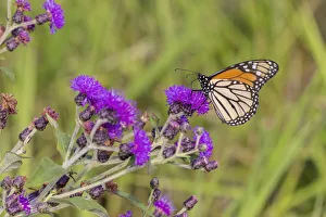 Nectaring Prints: Monarch on Missouri Ironweed