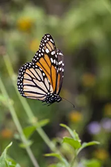 Prints of Monarch suspended in spider web Images Dated 2019 June: Monarch suspended in spider web