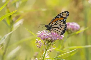 Nectaring Prints: Monarch on swamp milkweed
