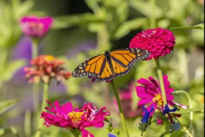 Nectaring Prints: Monarch on zinnia