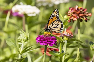 Images Dated 3rd March 2022: Monarch on zinnia