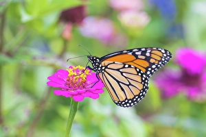 Images Dated 10th June 2024: Monarch on zinnia, Marion County, Illinois