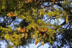 Cluster Prints: Monarchs gathering to roost in Cedar tree during migration south