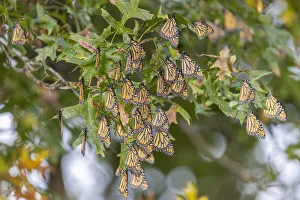 Cluster Prints: Monarchs gathering to roost in tree during migration south