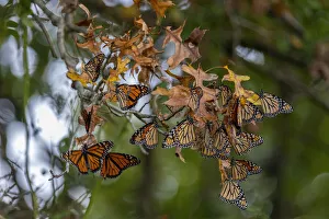 Images Dated 3rd March 2022: Monarchs gathering to roost in tree during migration south
