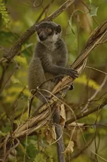 Mongoose lemur (Eulemur mongoz) female. Ankarafantsika Nature Reserve, Western deciduous forest