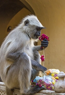Images Dated 29th January 2015: Monkey. Amber Fort. Jaipur. Rajasthan. India