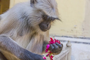 Mammals Prints: Monkey. Amber Fort. Jaipur. Rajasthan. India