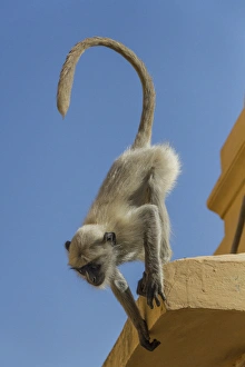 Images Dated 29th January 2015: Monkey. Amber Fort. Jaipur. Rajasthan. India