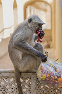 Images Dated 29th January 2015: Monkey. Amber Fort. Jaipur. Rajasthan. India