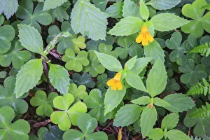 Monkeyflower Prints: Monkey flowers growing wild in Redwood National Park