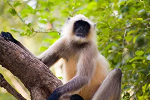 Images Dated 30th September 2014: Monkey in jungle