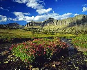 Images Dated 31st August 2006: Monkeyflowers at Logan Pass in Glacier National Park in Montana