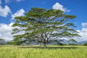 Monkeypod tree, Kauai, Hawaii, USA