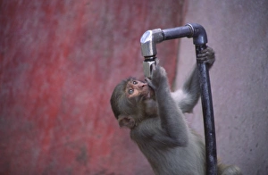 The monkeys at the Jakhu temple in Shimla know where to get a drink of water The monkeys at the Jakhu temple in Shimla know where to get a drink of water