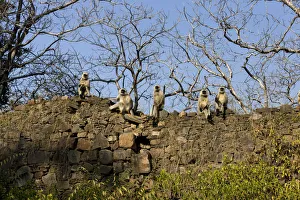 Monkeys. Ranthambore National Park, Sawai Madhopur. Rajasthan. India Monkeys. Ranthambore National Park, Sawai Madhopur. Rajasthan. India