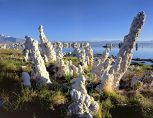 Crag Prints: Mono Lake Reserve, California. USA. Tilting tufa columns & vegetation at seep along