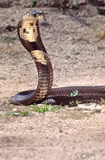 Images Dated 28th February 2007: Monocled Cobra Naja naja kaouthia Native to South Eastern Asia