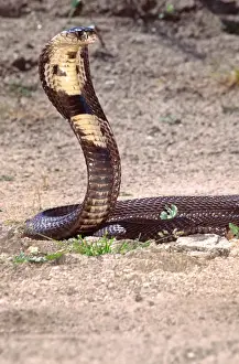 Hood Prints: Monocled Cobra Naja naja kaouthia Native to South Eastern Asia