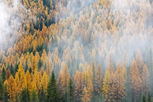 Montana Prints: Montana, Lolo National Forest, golden larch trees in fog