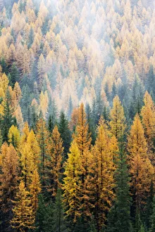 Public Lands Prints: Montana, Lolo National Forest, golden larch trees in fog