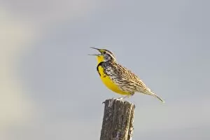 Montanas state bird the meadowlark sings on a fence post near Moiese Montana