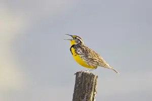 Moiese Prints: Montanas state bird the meadowlark sings on a fence post near Moiese Montana