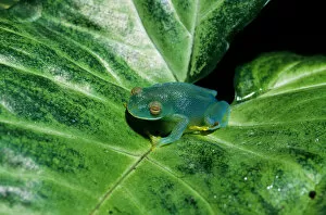 Monte Verde, Costa Rica. Granular Glass Frog (Cochranella granulosa) on a leaf