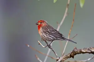 Monte Vista, Colorado, USA, House Finch (Carpodacus mexicanus) adult male