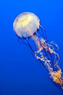 Aquarium Prints: Monterey, California. Sea nettle jellyfish (chrysaora fuscescens) Monterey Aquarium