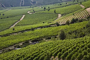 Montes vineyards, Colchagua Valley, Chile