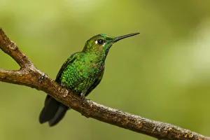 Brilliant Prints: Monteverde National Park, Costa Rica. Green-crowned brilliant hummingbird (Heliodoxa