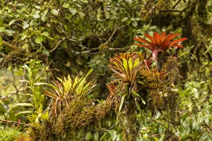 Bromeliad Prints: Monteverde National Park, Costa Rica
