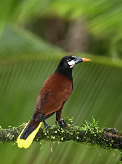 Images Dated 2022 August: Montezuma oropendola, Costa Rica, Central America